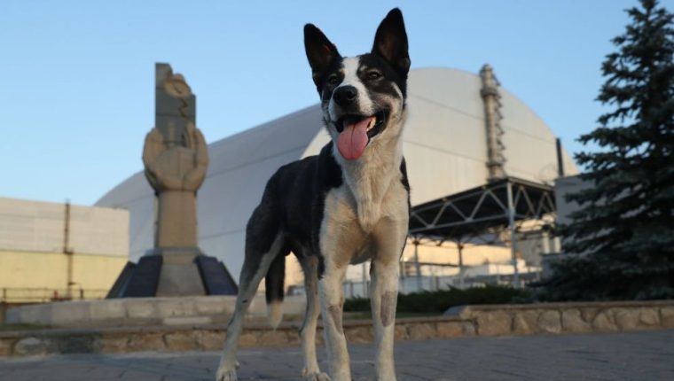 Chernóbil: los guardias que cuidan a los perros abandonados en la Zona de Exclusión del desastre nuclear