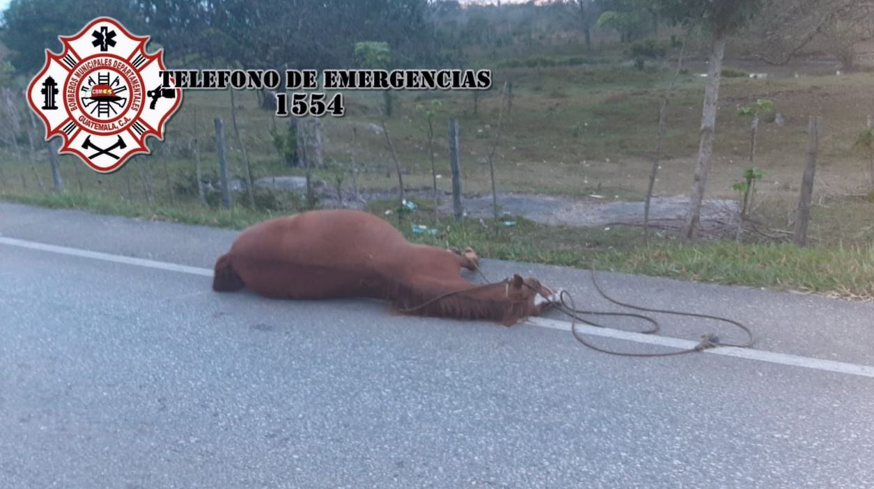 Se les atravesó un caballo: Motorista muere y su acompañante resulta herido en accidente de tránsito en Petén