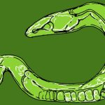 C. elegans, la criatura transparente que ha revelado cosas sorprendentes sobre cómo nuestros cuerpos funcionan… y fallan