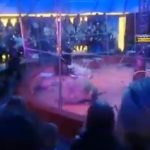 Espectador graba el escalofriante ataque de dos leonas al domador de un circo en Rusia