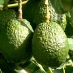 Esta es la cifra millonaria que exporta Guatemala de aguacate al mundo y que podría incrementar al llegar a nuevos mercados