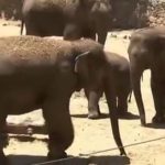 Video: El impresionante “escudo” que hicieron elefantes del zoológico de Tel Aviv cuando sonaron las sirenas por un bombardeo