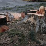 Talan 82 árboles de la ciudad de Quetzaltenango; vecinos solicitan tareas de reforestación