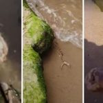 El supuesto esqueleto de ‘sirena’ encontrado en la playa; asombroso video se hace viral