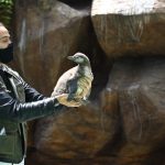 Conozca al nuevo habitante del Zoológico La Aurora, el primer pingüino que nace en cautiverio en el país