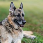 Murió Champ, uno de los perros de la familia de Joe Biden