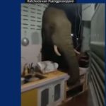 Sorprendente video: elefante destruye la pared de una casa para comer arroz