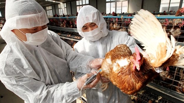 Fotografía de animales contagiados de gripe aviar