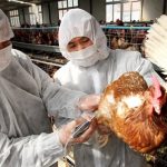 H10N3: detectan en China el primer caso mundial de esta gripe aviar en humanos y el estado del contagiado ha mejorado