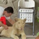 El terrible maltrato al que fue sometido un león para ser mascota de ‘influencer’