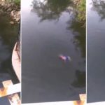 El escalofriante momento en que un cocodrilo devora a una mujer que lavaba ropa en un río
