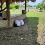 Reportan cinco hombres fallecidos luego de masacre en Teculután, Zacapa