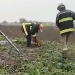Video: graban el rescate de Spay y Spike los perros que cayeron en el socavón en México