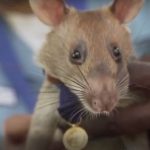 Así ha sido la vida de Magawa, la rata experta en detectar minas en Camboya, y que será “jubilada”