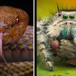 ¿Le dan miedo las arañas? Esto dicen los científicos que investigan a estos animales que devoran serpientes