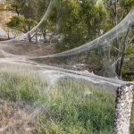 Las enormes telarañas que cubrieron un territorio en Australia tras una tempestad