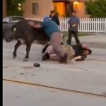 Video: vaca embiste a voluntario que trató de atraparla cuando escapó de corral hacia la ciudad