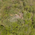 ¡Viaja solo! Un elefante se separa de la manada que recorre China