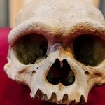 “Hombre dragón”: el sorprendente hallazgo en China de una posible antigua especie humana hasta ahora desconocida