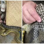 Impactante video: hombre ayuda a enorme anaconda a mudar de piel