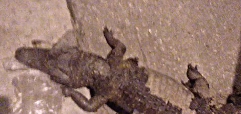 Peatones localizan cadáver de cocodrilo frente a Plaza Mariachis en la capital