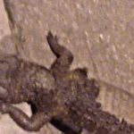 Peatones localizan cadáver de cocodrilo frente a Plaza Mariachis en la capital