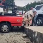 Cerdo cae de picop en marcha y complica el tránsito en la zona 11 de la capital