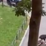 Las impactantes imágenes de un hombre que, con su cuerpo, cubrió a su perro de un feroz ataque de otros dos