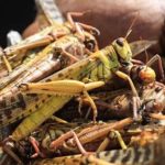 Científicos investigan la fabricación de harinas con insectos comestibles