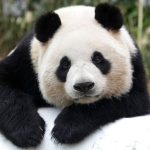 El panda gigante deja de estar en peligro de extinción: ¿cómo hizo China para lograr salvar su “tesoro nacional”?