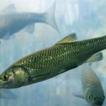 ¿Por qué los peces se han vuelto adictos a las drogas ilícitas?