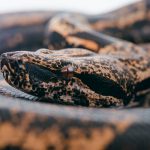 El insólito caso de un hombre que fue mordido en los genitales por una serpiente, cuando estaba sentado en el inodoro