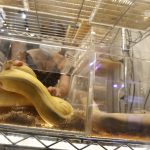¡Otra pitón! Encuentran serpiente en inodoro austriaco, la segunda en cuatro días y los vecinos se preocupan