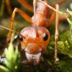 Cómo son las “hormigas esclavistas” que capturan a otras hormigas para que sean sus obreras