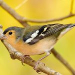 Cómo las aves que Darwin no estudió en las Galápagos nos ayudan ahora a entender la evolución