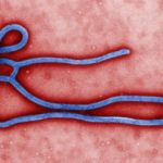 Detectan el primer caso en África occidental de la “grave y mortal” enfermedad del virus de Marburgo