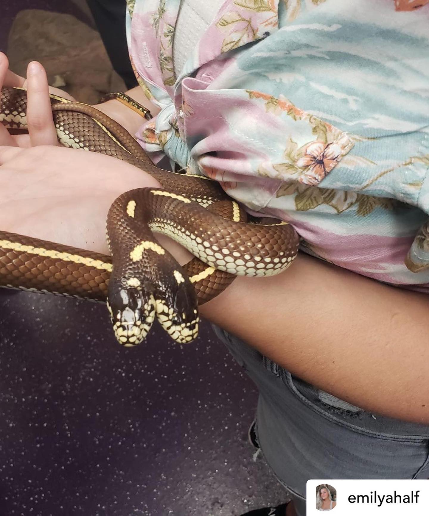 Video de la serpiente de dos cabezas que devora dos ratones al mismo tiempo