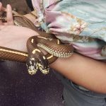 Video de la serpiente de dos cabezas que devora dos ratones al mismo tiempo