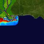 “Zona muerta” del Golfo de México: la preocupante expansión de esta área en la que la vida marina es imposible