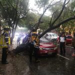 Lluvia y ventarrones: árbol cae sobre vehículo en la zona 3 capitalina