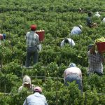 Muere trabajador guatemalteco alcanzado por un rayo en una finca de Canadá