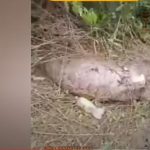 Serpiente explota luego de comerse una vaca entera y granjero narra el macabro hallazgo