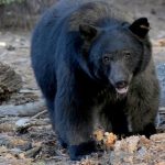 “Supuse que era un peligro”: Diputado multimillonario confunde a un hombre con un oso y lo mata en Rusia