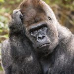 Por qué los animales reconocen números pero sólo los humanos pueden hacer matemáticas
