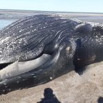 Descontrol en la costa de Argentina tras la aparición de una ballena muerta