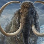 Conozca la sorprendente historia del Mamut lanudo cuyos restos se encuentran en EE. UU.