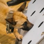 Estudio: los perros pueden detectar el coronavirus en orina, sudor y saliva