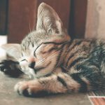 Día Internacional del gato, una fecha para hacerlos más felices