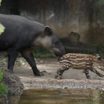 Presentan al primer tapir que nace bajo cautiverio en el Zoológico La Aurora