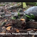 Captan el inédito momento en el que una tortuga gigante ataca y se come un polluelo